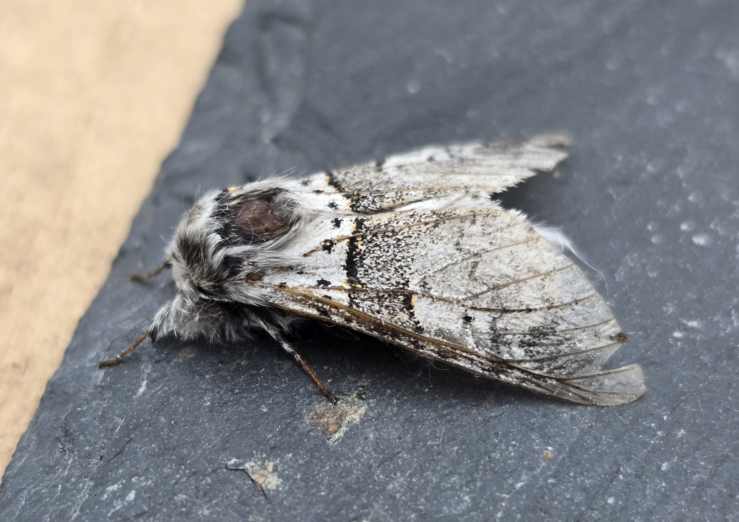 Photo of Sallow (Cirrhia icteritia)